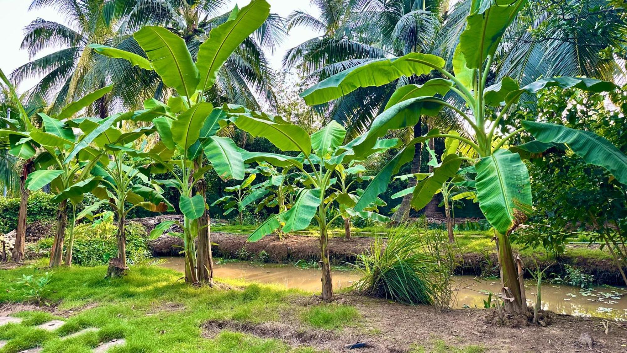 Hide Away Bungalows In Ben Tre City Экстерьер фото